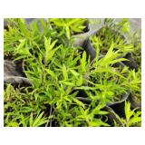 Lot of (10) Aromatic Aster - October Skies #1 Grow Bag