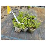 Lot of (10) Aromatic Aster - October Skies #1 Grow Bag