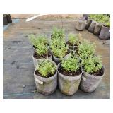 Lot of (10) Catmint - Walkers Low #1 Grow Bag