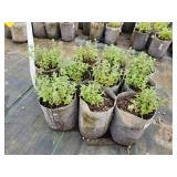 Lot of (10) Catmint - Walkers Low #1 Grow Bag