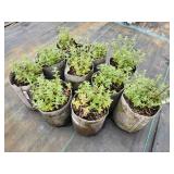 Lot of (10) Catmint - Walkers Low #1 Grow Bag