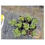 Lot of (10) Catmint - Walkers Low #1 Grow Bag