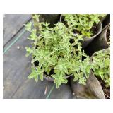 Lot of (10) Catmint - Walkers Low #1 Grow Bag