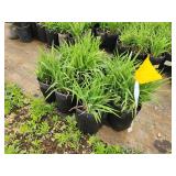 Lot of (10) Daylily - Stella Supreme #1 Grow Bag