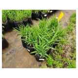 Lot of (10) Daylily - Stella Supreme #1 Grow Bag