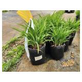 Lot of (10) Daylily - Stella Supreme #1 Grow Bag