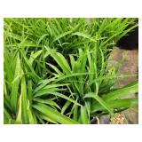 Lot of (10) Daylily - Stella Supreme #1 Grow Bag