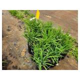 Lot of (10) Daylily - Stella Supreme #1 Grow Bag