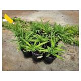 Lot of (10) Daylily - Purple de Oro #1 Grow Bag
