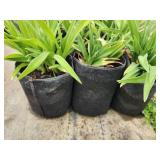 Lot of (10) Daylily - Purple de Oro #1 Grow Bag
