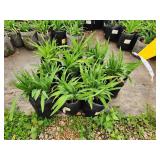 Lot of (10) Daylily - Purple de Oro #1 Grow Bag
