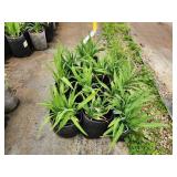 Lot of (10) Daylily - Purple de Oro #1 Grow Bag