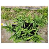 Lot of (10) Daylily - Purple de Oro #1 Grow Bag