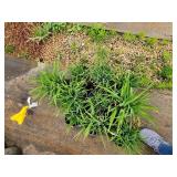 Lot of (10) Daylily - Happy Ever Appster - Rosy Returns #1 Grow Bag