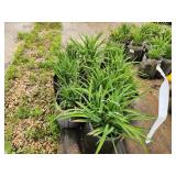 Lot of (10) Daylily - Happy Ever Appster - Rosy Returns #1 Grow Bag