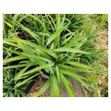 Lot of (10) Daylily - Happy Ever Appster - Rosy Returns #1 Grow Bag