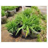 Lot of (10) Daylily - Happy Ever Appster - Rosy Returns #1 Grow Bag