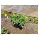 Lot of (10) Daylily - Happy Ever Appster - Rosy Returns #1 Grow Bag
