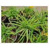 Lot of (10) Daylily - Stella de Oro #1 Pot