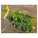 Lot of (10) Daylily - Stella de Oro #1 Pot