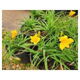 Lot of (10) Daylily - Stella de Oro #1 Pot