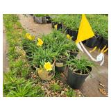 Lot of (10) Daylily - Stella de Oro #1 Pot
