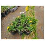 Lot of (10) Daylily - Stella de Oro #1 Pot