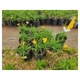 Lot of (10) Daylily - Stella de Oro #1 Pot