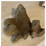 Shell and Coral Decor