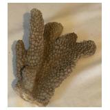 Shell and Coral Decor