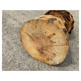 21" Tall Chainsaw Carved Morel Mushroom - Really Well Done