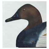 Canvas Back Decoy Print by David Killen