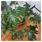Pretty Philodendron Plant