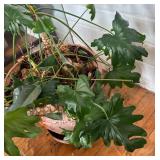 Pretty Philodendron Plant