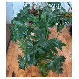 Pretty Philodendron Plant