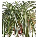 Lovely and Live Spider Plant with Pedestal