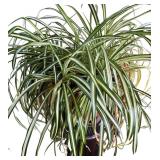 Lovely and Live Spider Plant with Pedestal