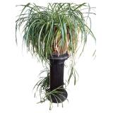 Lovely and Live Spider Plant with Pedestal