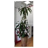 Giant Gorgeous Live Plant