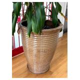 Giant Gorgeous Live Plant