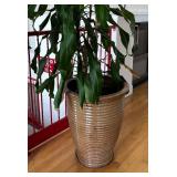 Giant Gorgeous Live Plant