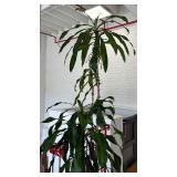 Giant Gorgeous Live Plant