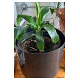 Large Planter with Small Plant