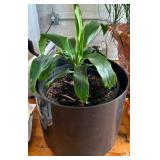 Large Planter with Small Plant