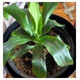 Large Planter with Small Plant