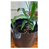 Large Planter with Small Plant