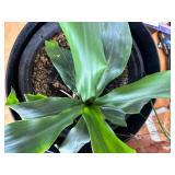 Large Planter with Small Plant