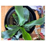 Large Planter with Small Plant