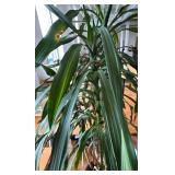 Gorgeous Tall Real Dragon Tree with Two Handled Planter