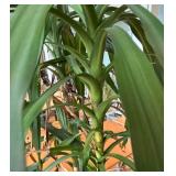 Gorgeous Tall Real Dragon Tree with Two Handled Planter